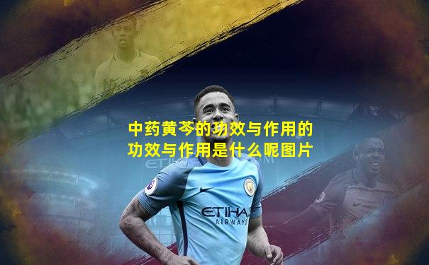 中药黄芩的功效与作用的功效与作用是什么呢图片